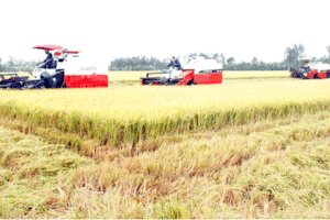 Farmers in the Mekong Delta harvest rice (Photo: SGGP)