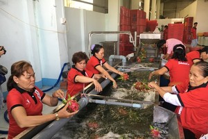 Workers process blue gragon for export at Vina T&T Group (Photo: SGGP)