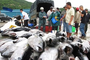 Tuna exports in 2021 are unlikely to recover due to the developments of COVID-19 (Photo: thuongtruong.com.vn)