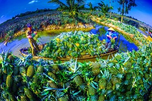 Famous Cau Duc pineapple of Hau Giang (Photo: SGGP)