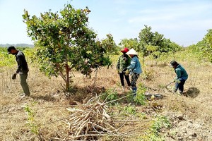 Farmers in the region have been busy harvesting cassava (Photo: SGGP)