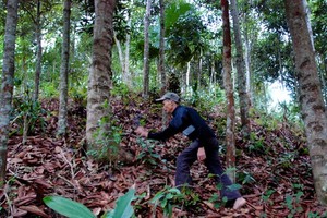 Quang Ngai authority plans to preserve gene source of Cinnamon (Photo: SGGP)