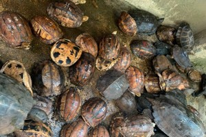 Turtles are found at Hoang Minh Trien's house (Photo: Internet)