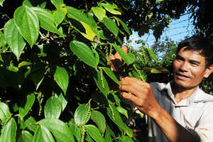 Black pepper price increases due to shortage of supply