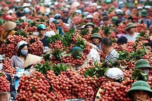 Vietnamese Thieu lychee granted certificate of geographical indication in Japan
