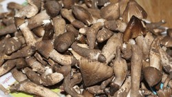 Termite mushrooms scarce after first fall rain