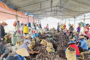 Mekong Delta call for greater consumption of sweet potatoes to help farmers