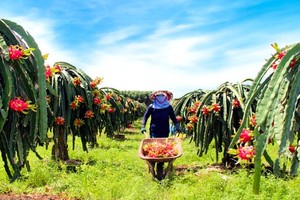 Vietnam's dragon fruit exports facing difficulties amid prolonged pandemic