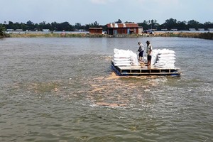 Tra fish exports drastically drop due to Covid-19 social distancing