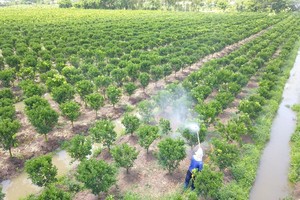 Vietnam ought to improve fruit quality for exports