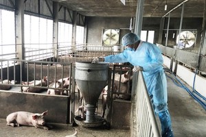 Livestock farmers waiting for supporting policies