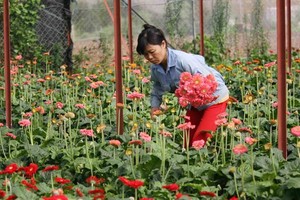 Da Lat veggies, flower prices spike after easing of restrictions