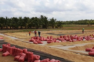 Suitable policies would boost digital transformation in agriculture: expert