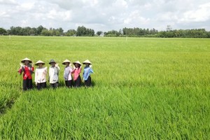 Cooperatives, enterprises, farmers connected to produce high-quality rice