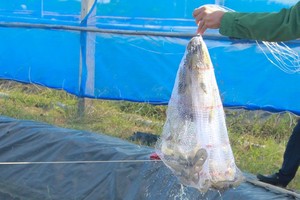 Soc Trang shrimp export exceeds US$1 billion