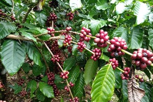 Farmers in Central highlands Vietnam turns to coffee landscape for better income