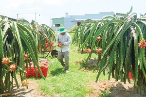 Vietnam plans to bring dragon fruit into Indian market