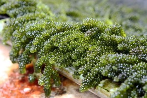 Production links to boost seaweed farming in Vietnam: experts