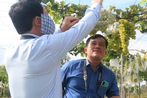 Tra Vinh orients to building brand for fresh grapes