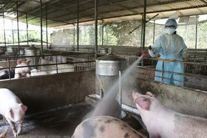 More outbreaks of cattle, poultry diseases reported in Quang Ngai Province