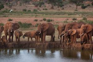 Dong Nai Province makes effort to conserve wild Asian elephants