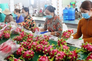 Agriculture sector in Mekong Delta supports farmers in finding markets