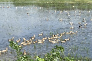 Thousands of hectares of rice in Mekong Delta damaged by thunderstorms