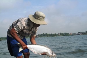 Developing river economy in Mekong Delta should be focused: Experts