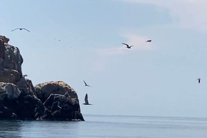 Seven blue whales caught to find feed near Binh Dinh coast