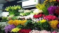 Lam Dong imports copyright flower varieties for production development