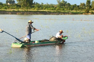 Floods bring abundance of fish to Mekong Delta