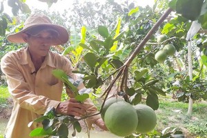 Vietnamese fruit growers improve fruit quality for export