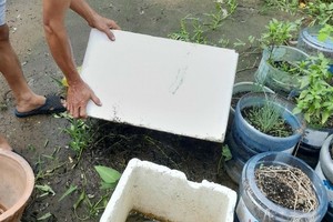 Dengue cases decrease but 29 die