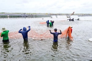 Export revenue of agro-forestry-fishery products can reach new record