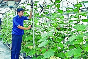 Japan - Vietnam agricultural cooperation expanded 
