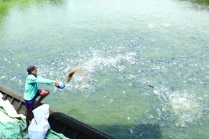 Pangasius farmers worrying about increased feed prices