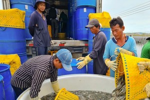 Shrimp exports expected to reach over US$4.3 billion in 2023