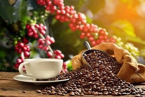 Vietnam posts 78.9 percent growth in coffee export value to Spain