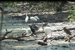 Vinh Long approves expanding private reserve of rare birds