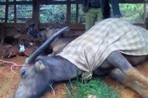 Medical workers fret about upward trend of cutaneous anthrax in northern area