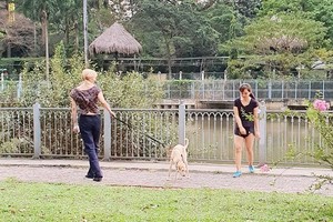 Hanoi establishes teams to catch stray dogs 