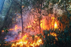 Hundreds of people join hands to stamp out forest fire 