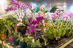 High-tech applications help Hanoi flower growers earn higher incomes 