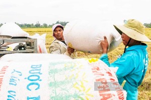 Vietnam makes most of opportunity for rice exports
