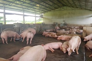 Northern mountainous province reports ASF