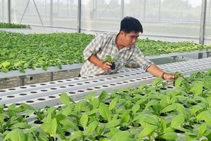 Export of aquarium fish brings US$1 million monthly for HCMC