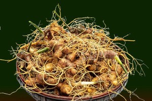 Vietnam builds international brand for ginseng
