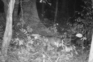 Quang Binh works to save Saola from brink of extinction