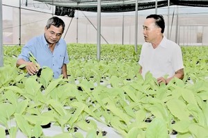 HCMC plans to allocate over US$24 million to support collectives