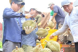 Linkage between businesses, farmers needed for sustainable durian consumption